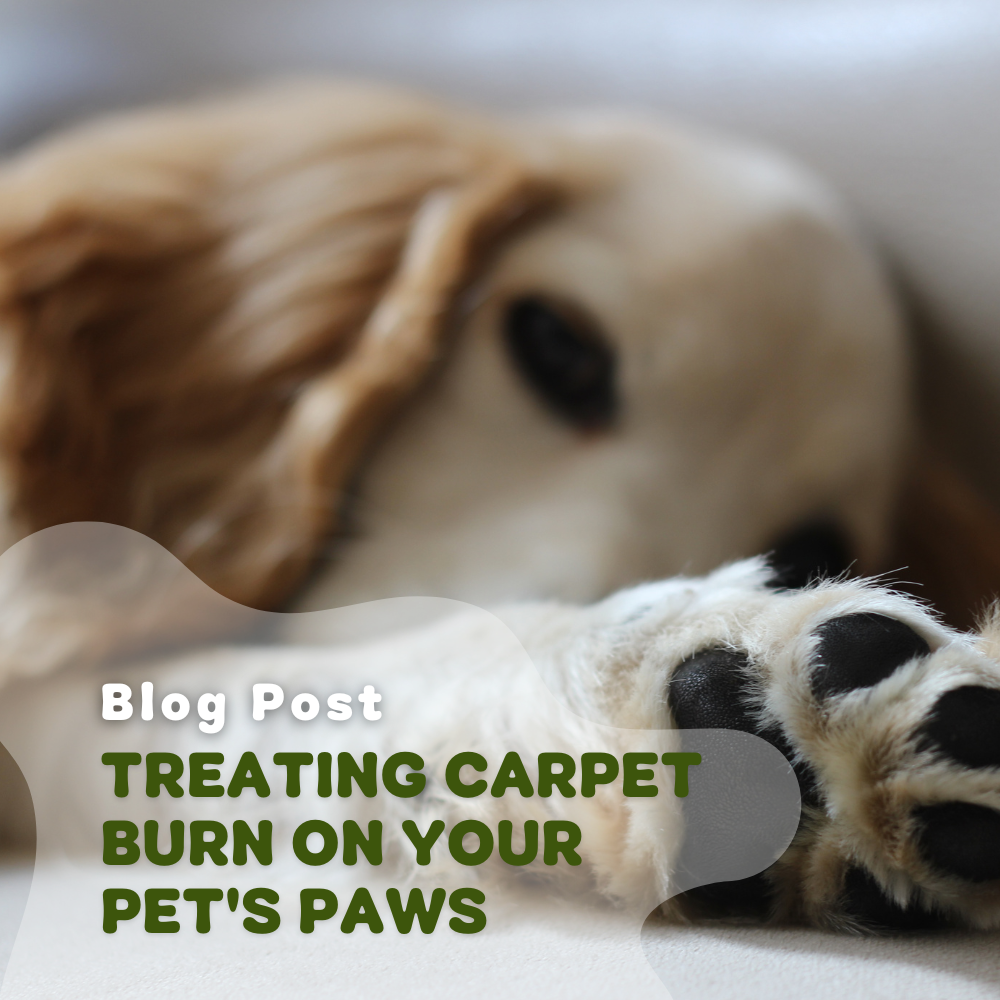 Treating Carpet Burn On Your Pet’s Paws