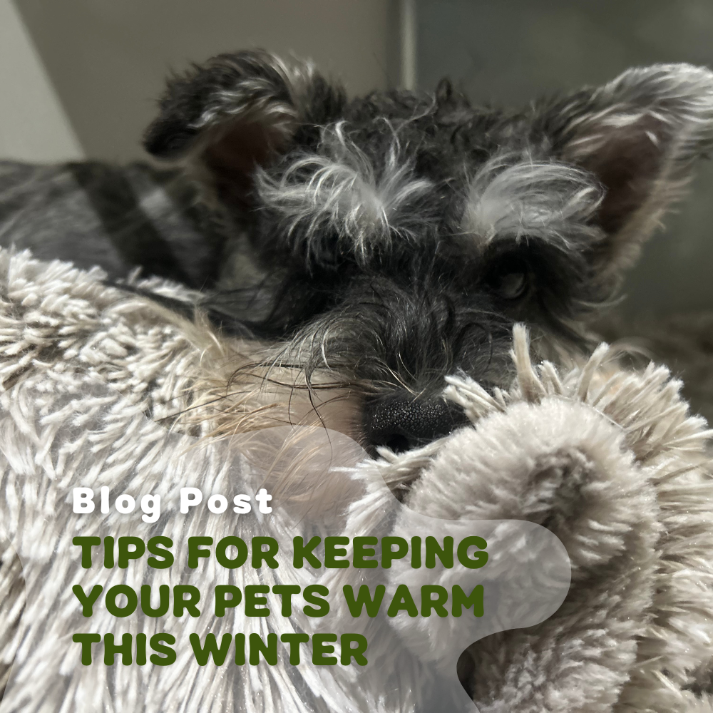 Tips For Keeping Your Pets Warm This Winter