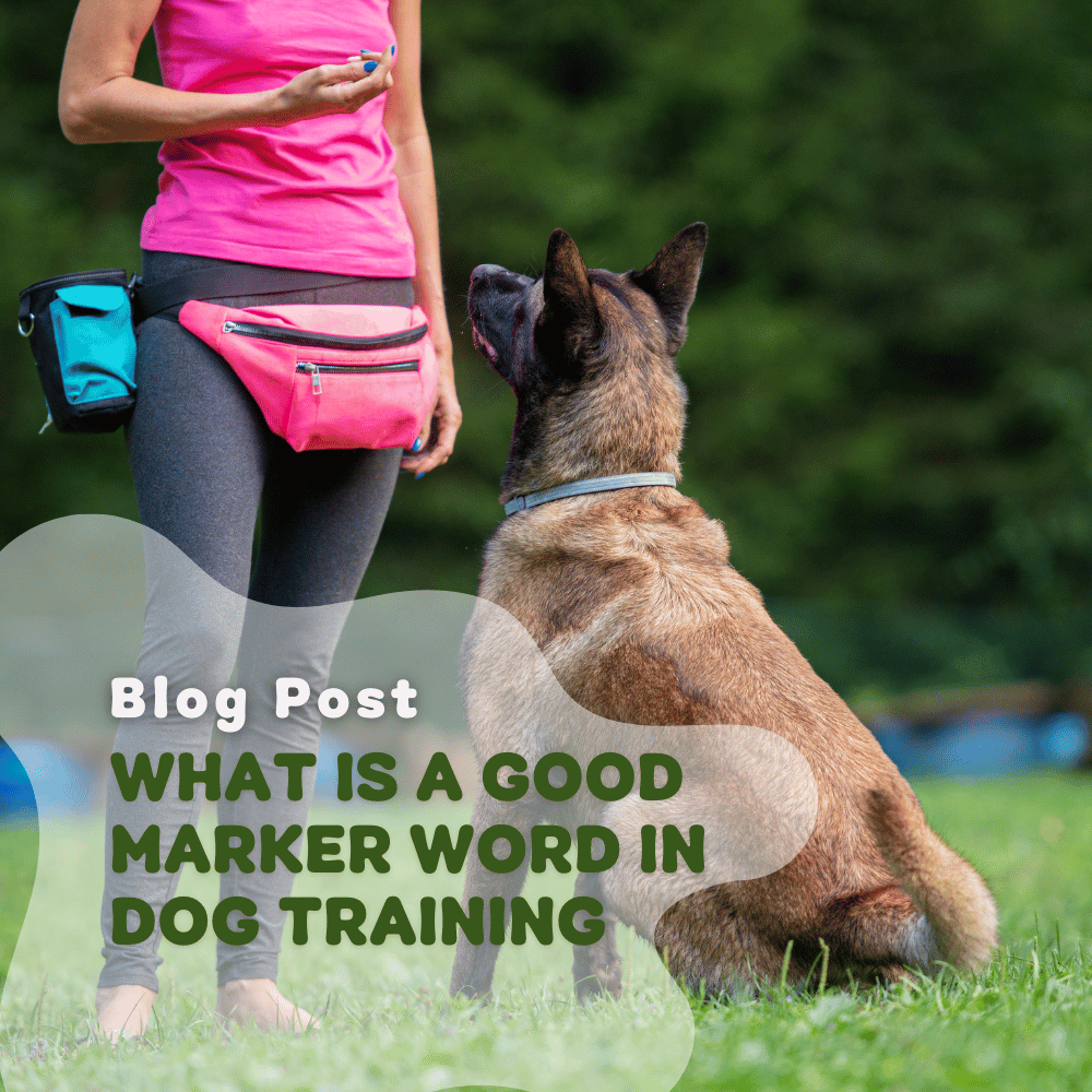 What Is A Good Marker Word in Dog Training?