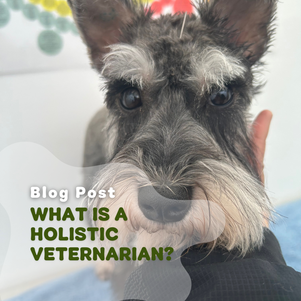 What Is A Holistic Veterinarian?
