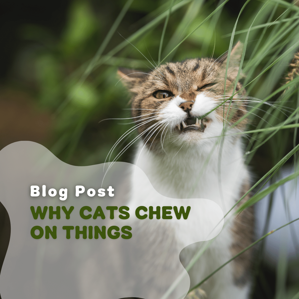 Why Do Cats Chew On Things