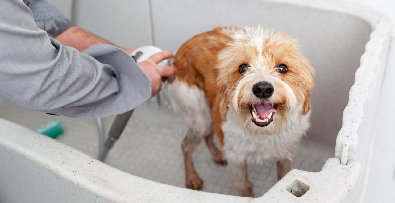 Pawz and 2024 relax pet spa